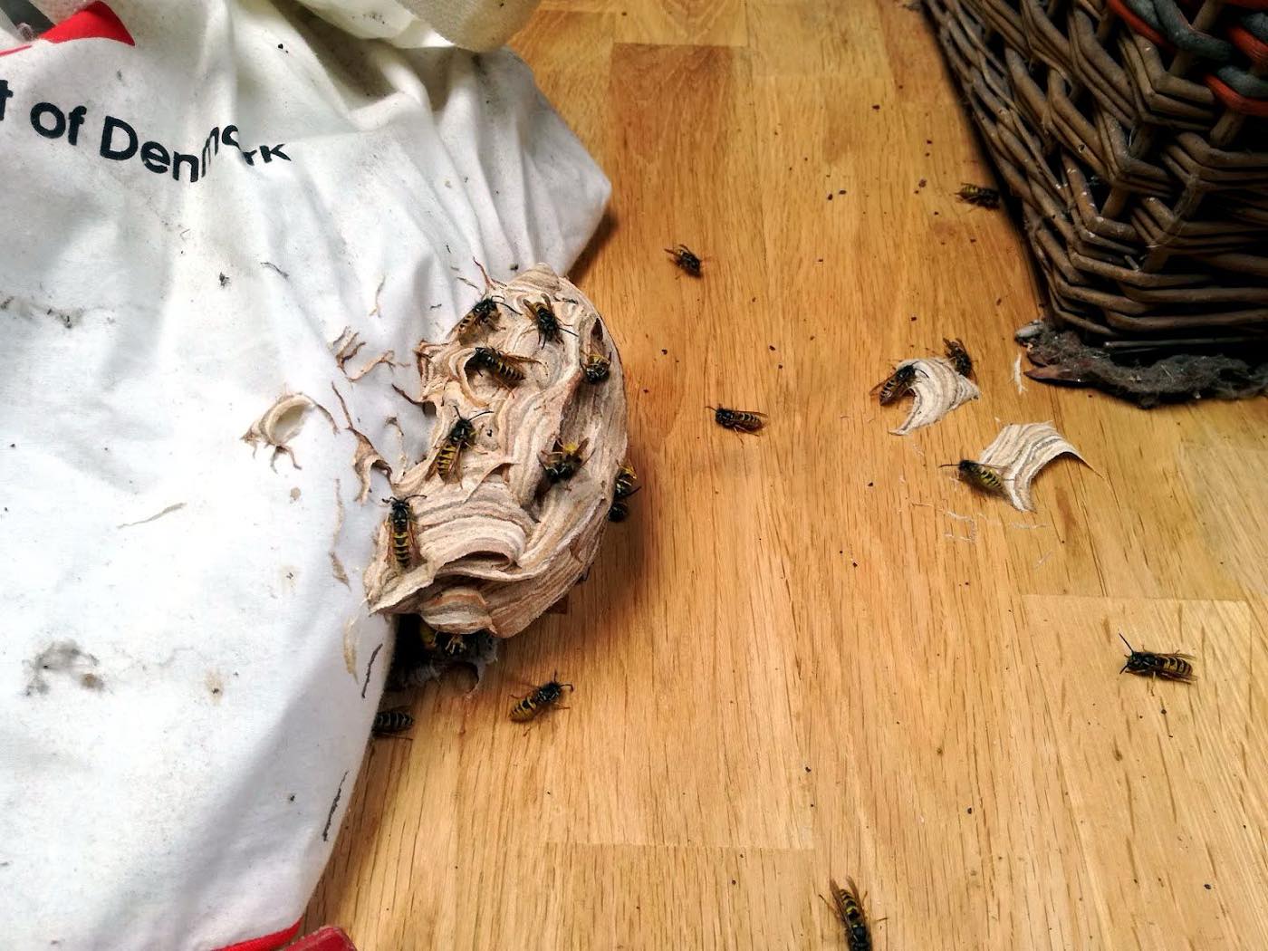 A.C.T Pest control