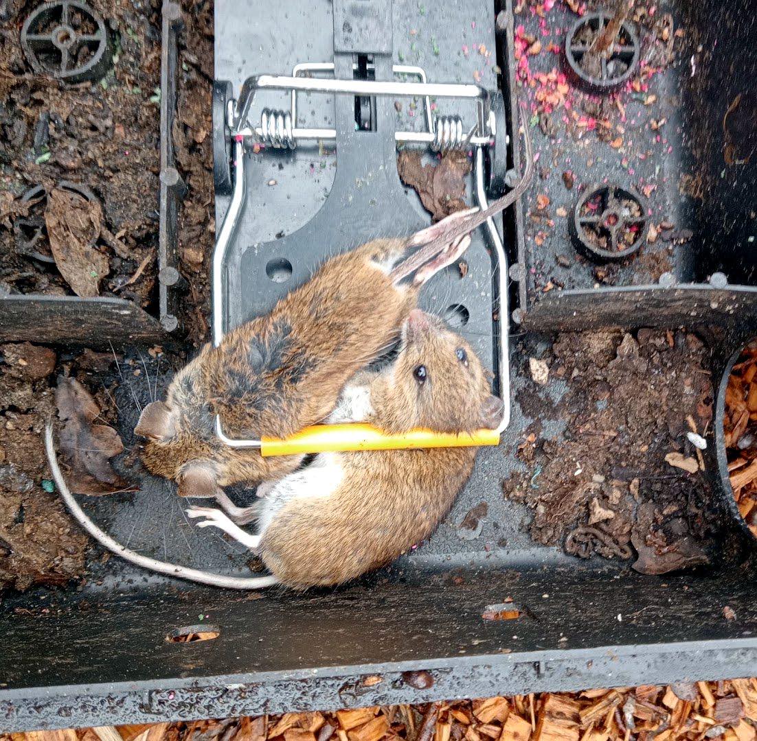 pest control work by A.C.T Pest control in Henfield