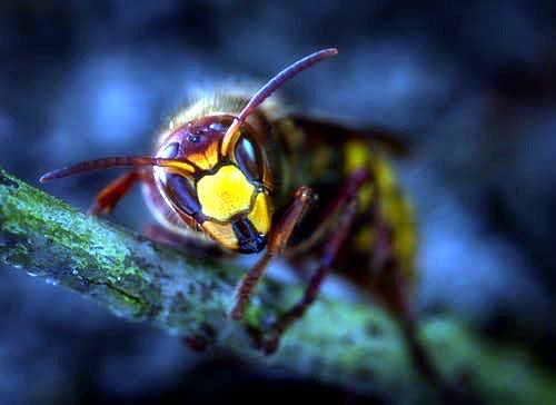 A Wasp Control