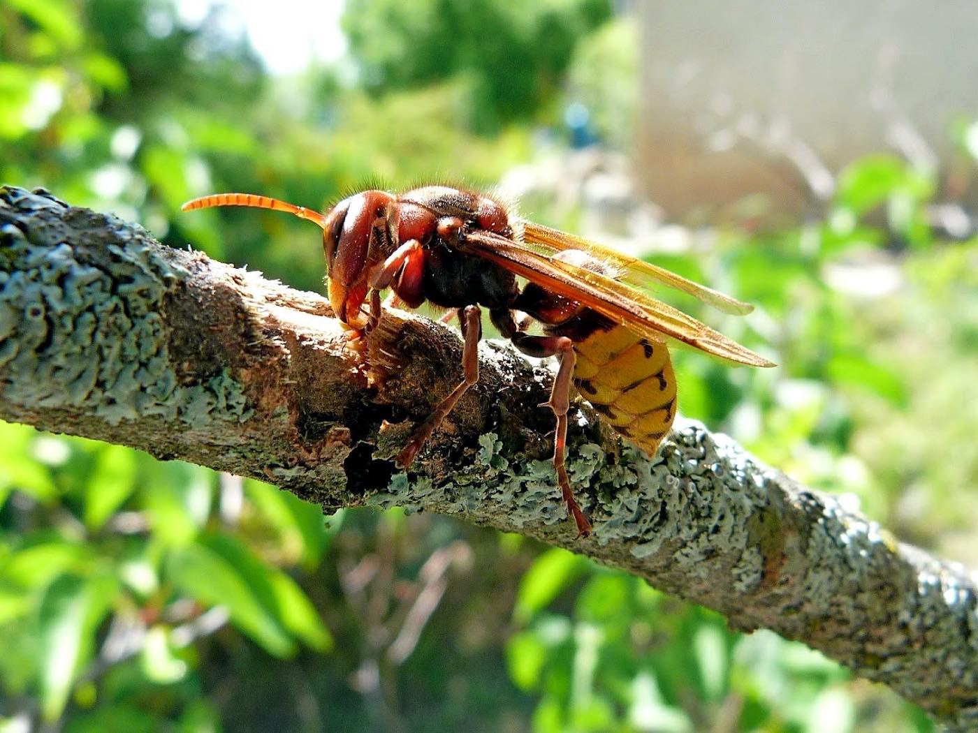 pest control work by A Wasp Control in Oxted
