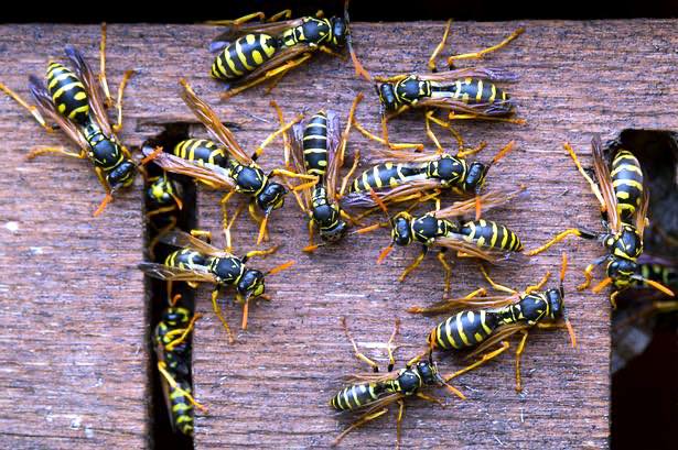 pest control work by A Wasp Control in Oxted
