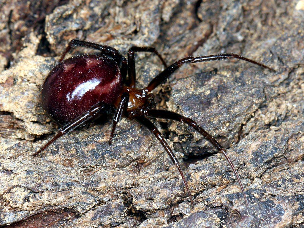 pest control work by A Wasp Control in Oxted