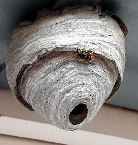 pest control work by A Wasp Control in Oxted