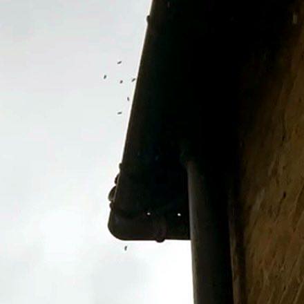 pest control work by A Wasp Control in Oxted