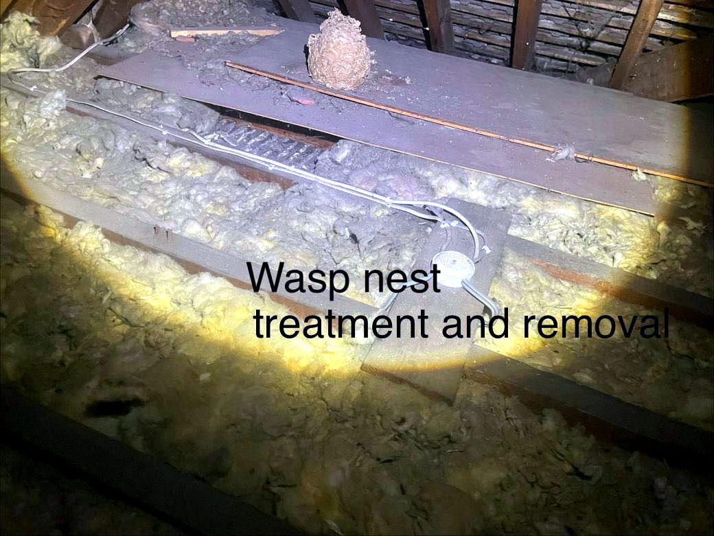 pest control work by Carst Pest Control in Staines