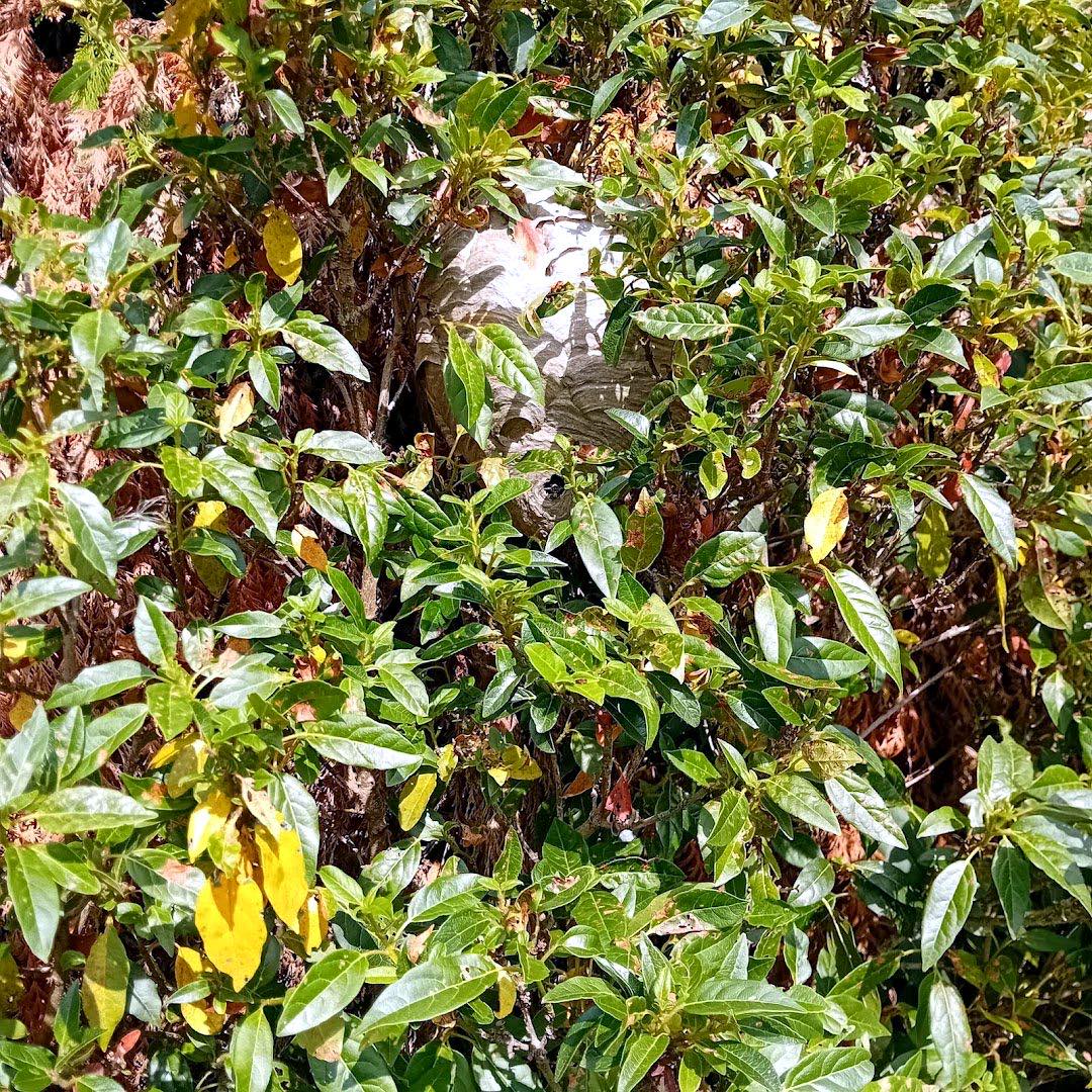 pest control work by Carst Pest Control in Staines