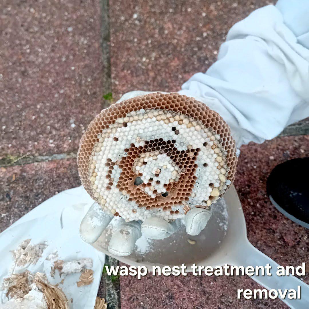 pest control work by Carst Pest Control in Staines