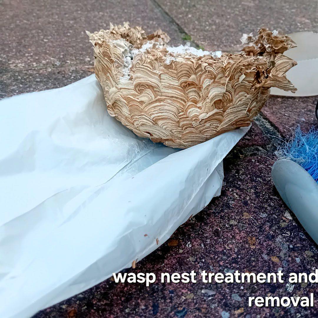 pest control work by Carst Pest Control in Staines