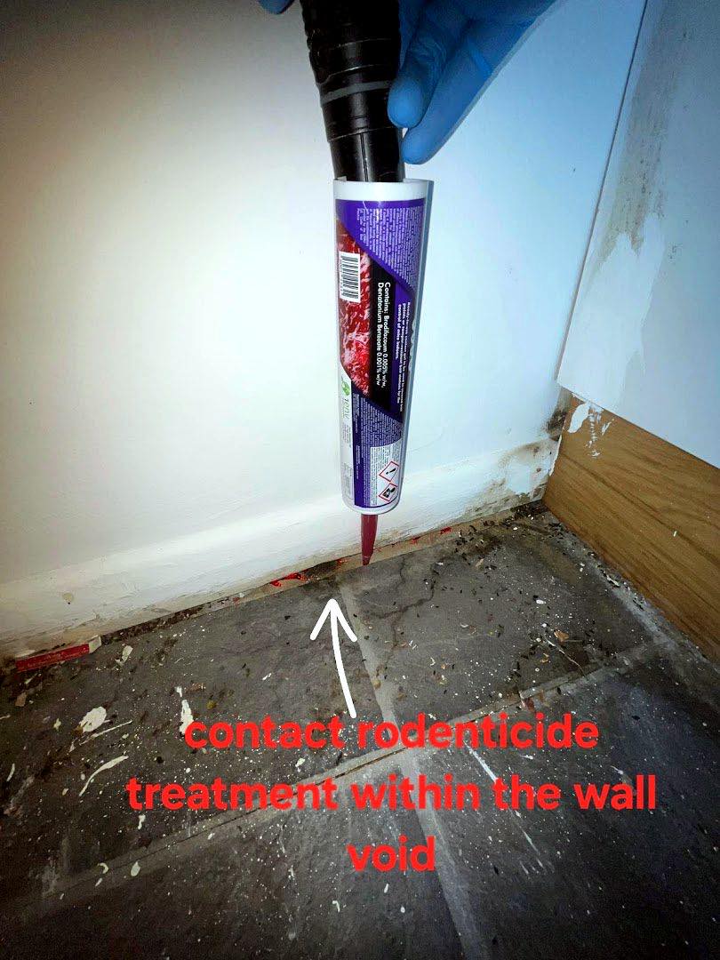 pest control work by Carst Pest Control in Staines
