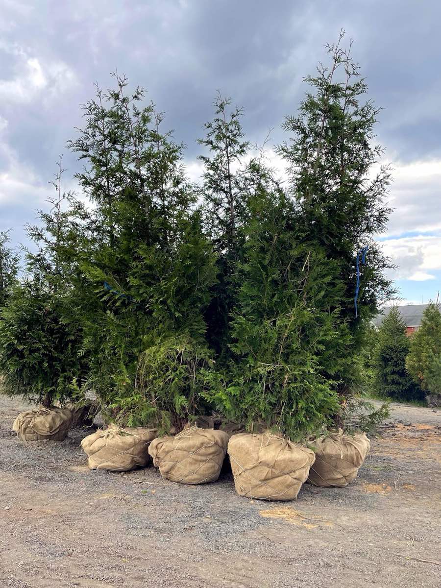 outdoor lighting work by Chris Orser Landscaping Inc. in Doylestown