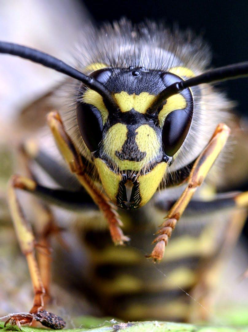 pest control work by Crane Pest Control ltd in Burstow