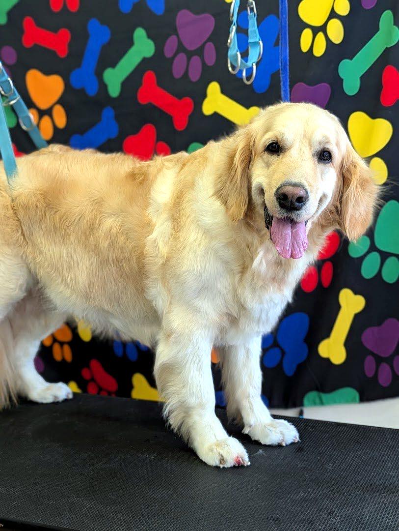 Inside Doggie styler