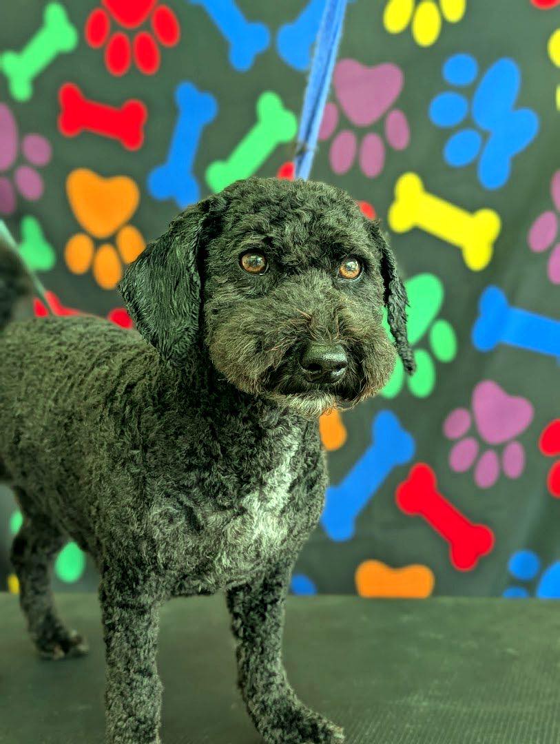 Trim & Tidy at Doggie styler
