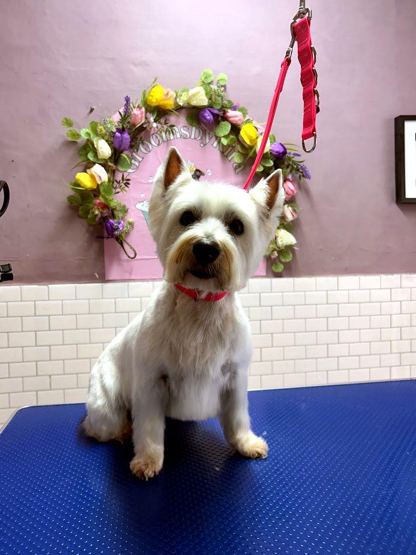 Puppy's First Groom at GroomsbyKira