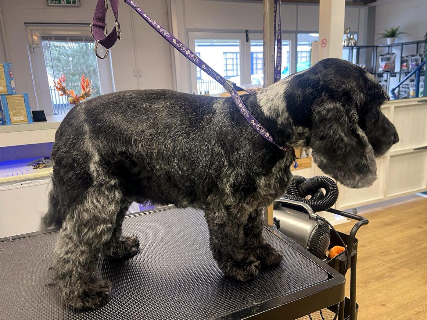 Bath & Blow Dry at Palmer and pooch
