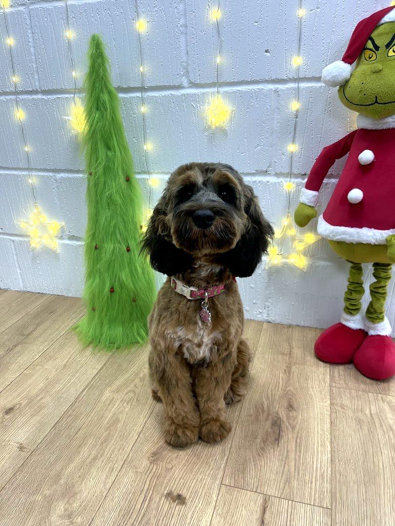 Full Groom at Palmer and pooch