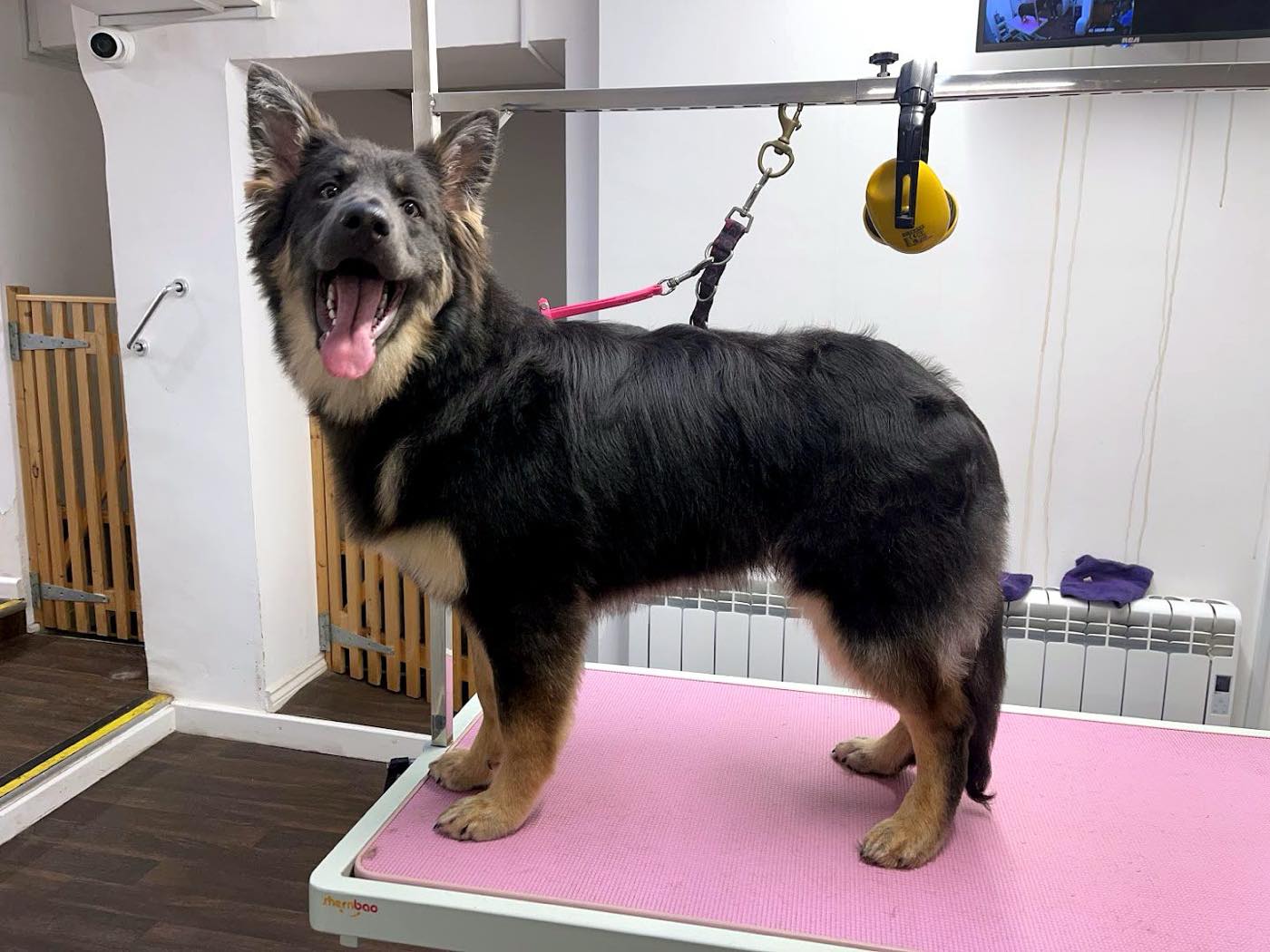 De-shedding Treatment at Palmer and pooch
