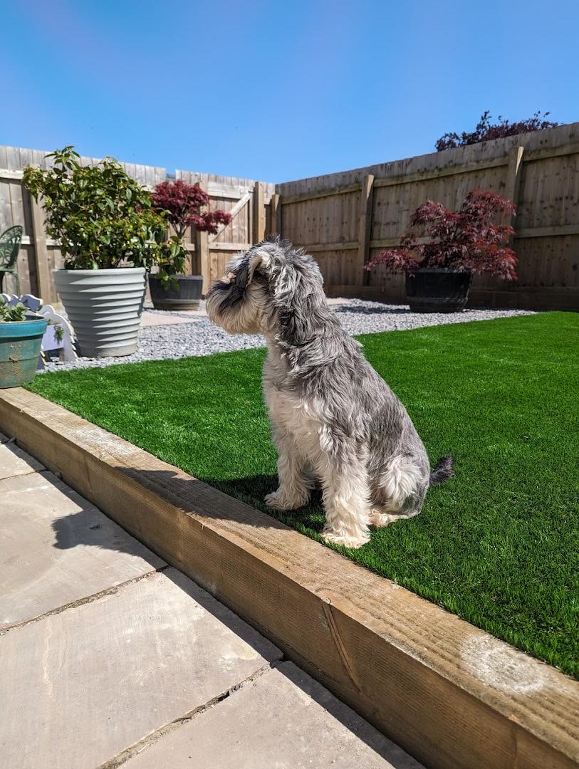 landscaping project by T & S Artificial grass and landscaping in Tiverton