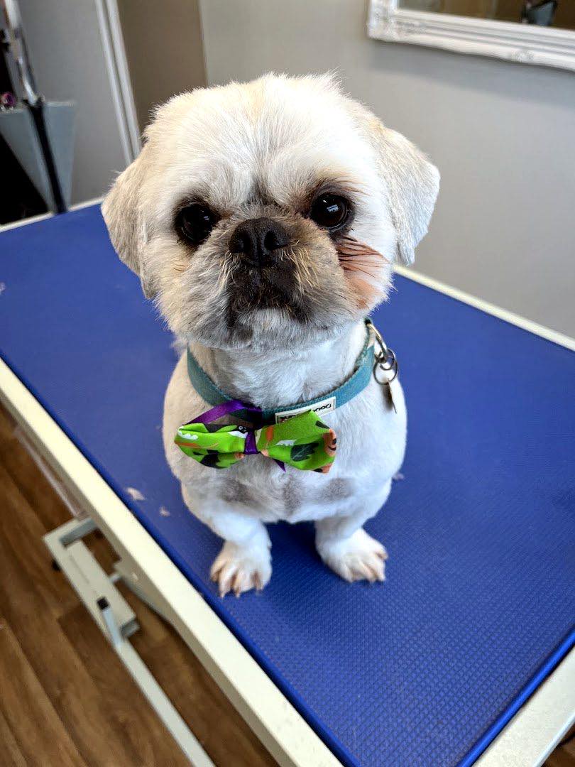 Inside Vip Dog Grooming