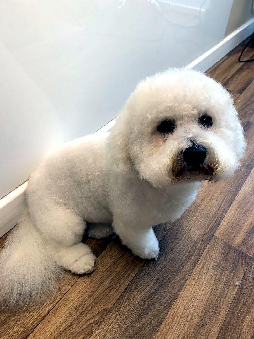 Bath & Blow Dry at Vip Dog Grooming