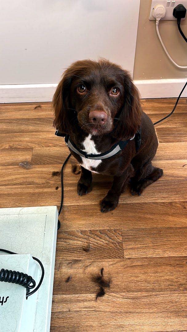 dog grooming work by Vip Dog Grooming in Bridgwater